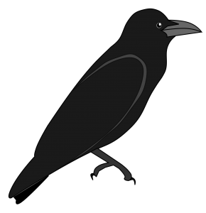 Raven PNG-71414